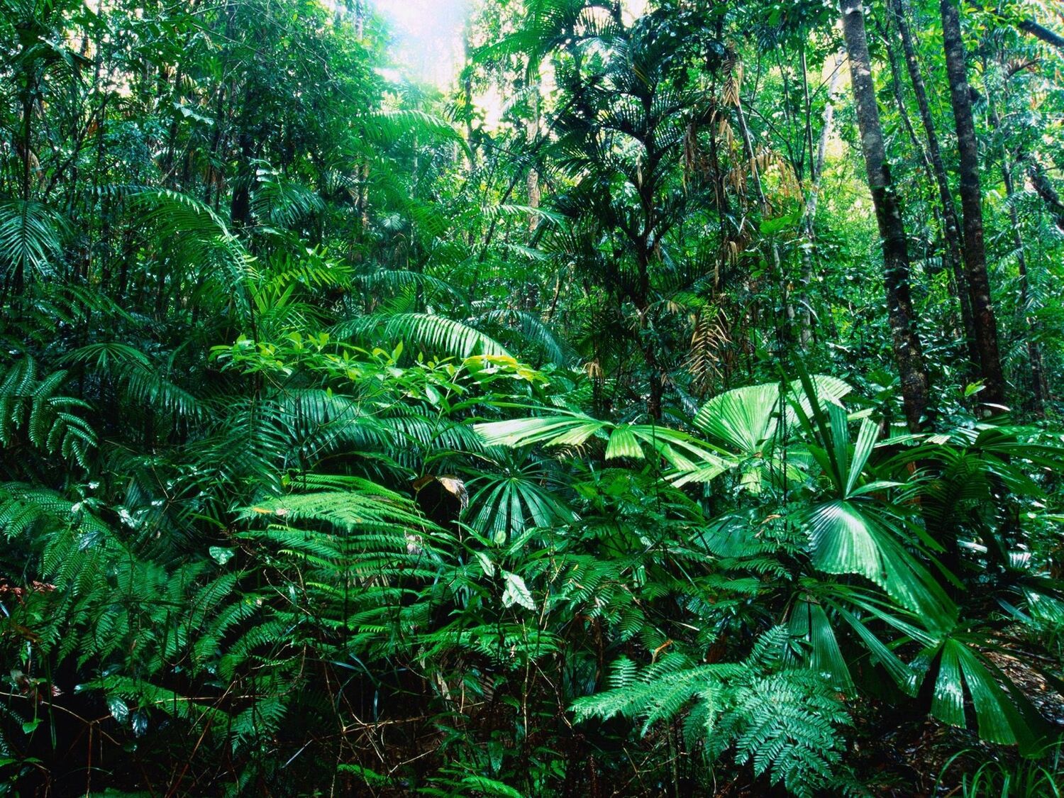 Rainforest