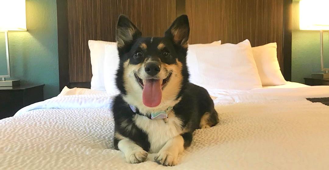 Pet concierge