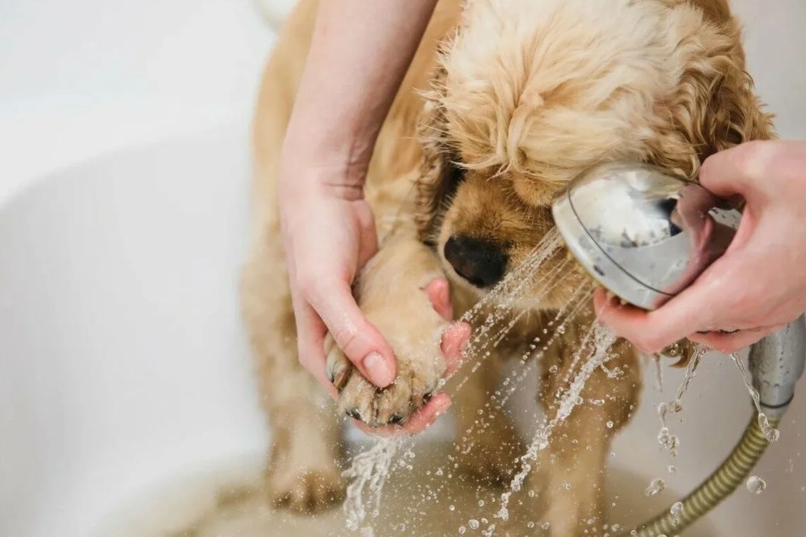 Pet Washroom