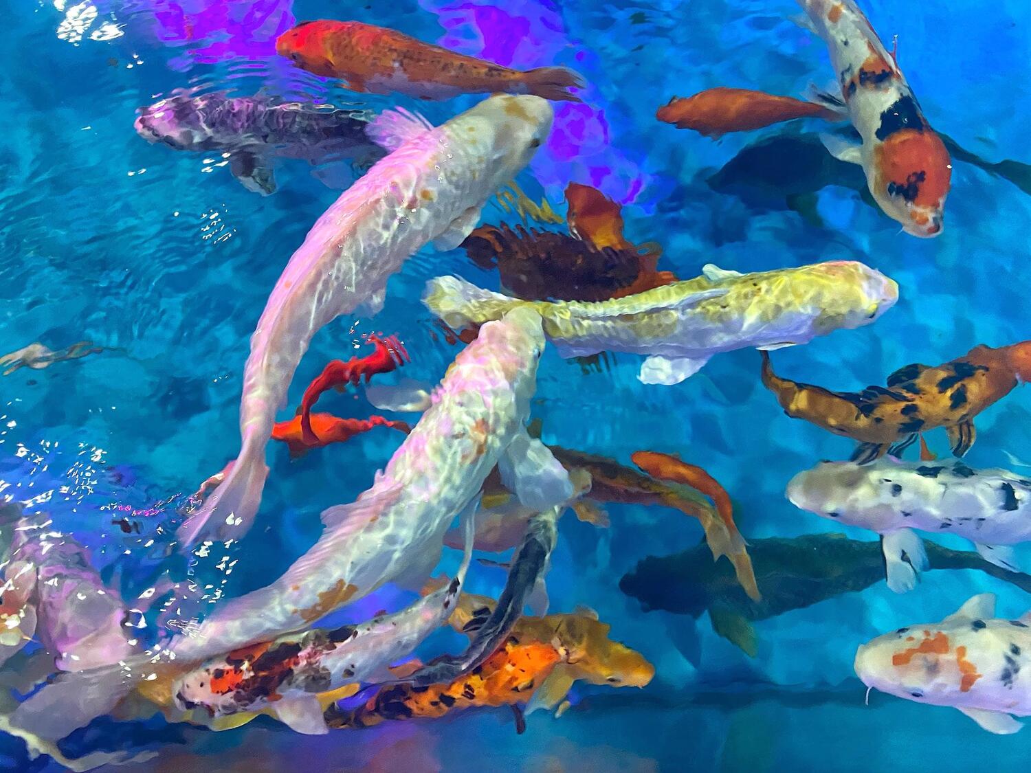 Koi Pond